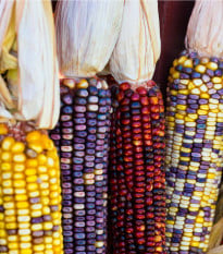 Kukuřice okrasná Multicolor Amero Mix - Zea mays - osivo kukuřice - 15 ks