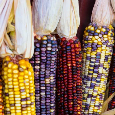 Kukuřice okrasná Multicolor Amero Mix - Zea mays - osivo kukuřice - 15 ks