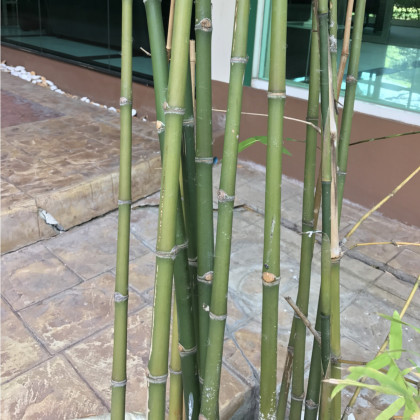 Bambus obrovský - Bambusa Arundinacea - osivo bambusu - 2 ks