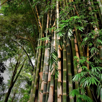 Bambus nejvyšší - Dendrocalamus giganteus - osivo bambusu - 2 ks