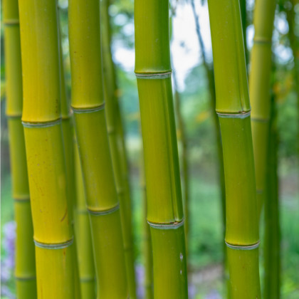 Král bambusů - Phyllostachys pubescens - semena bambusu koupit - 3 ks