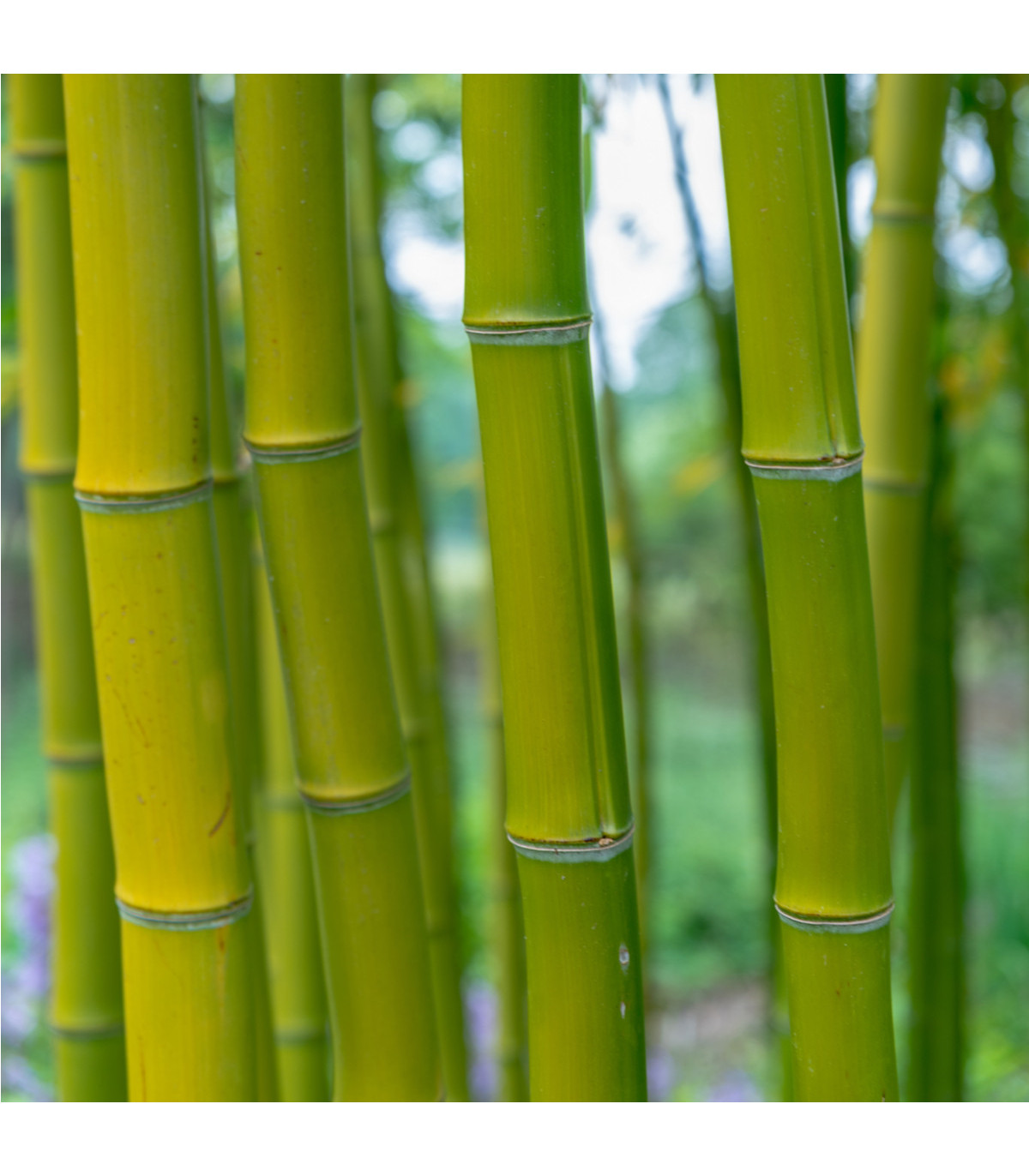 Král bambusů - Phyllostachys pubescens - semena bambusu koupit - 3 ks