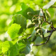 Olše lepkavá - Alnus glutinosa - osivo olše - 8 ks