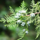 Túje orientální - Platycladus orientalis - osivo túje - 20 ks