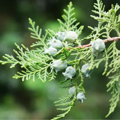 Túje orientální - Platycladus orientalis - osivo túje - 20 ks