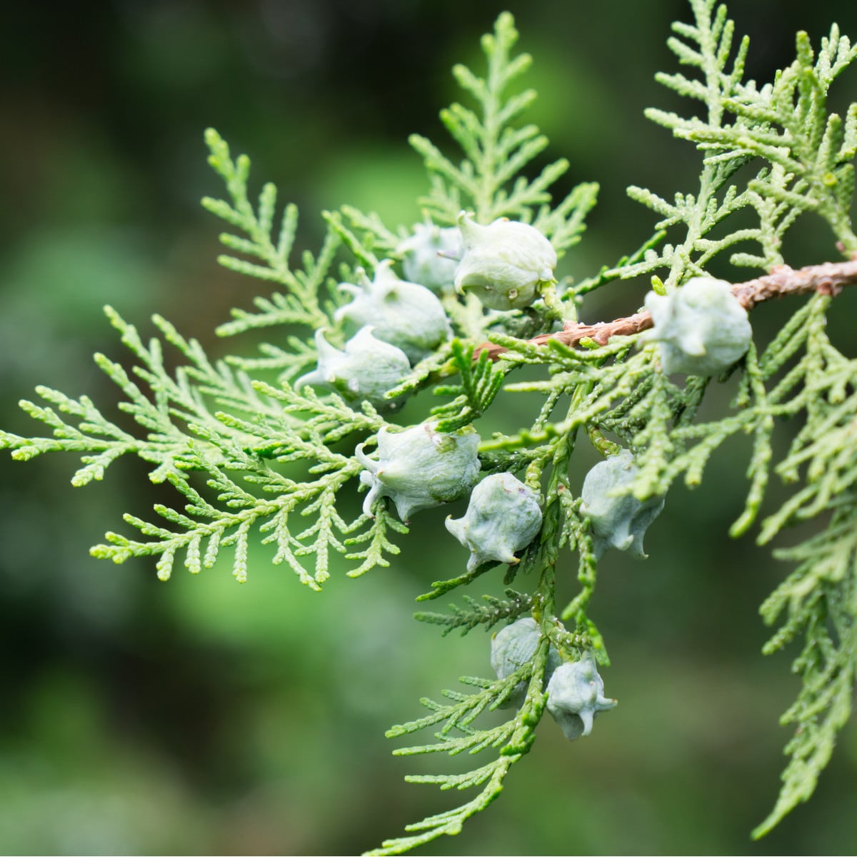 Túje orientální - Platycladus orientalis - osivo túje - 20 ks
