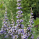Drmek obecný - Mnišský pepř - Vitex agnus-castus - osivo drmku - 9 ks