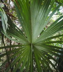 Palma - Carludovica palmata - osivo palmy - 10 ks
