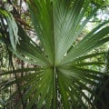 Palma - Carludovica palmata - osivo palmy - 10 ks