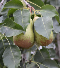 Hrušeň obecná - Pyrus communis - osivo hrušně - 4 ks