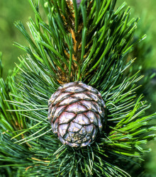 Borovice pokroucená- Pinus contorta- semena borovice- 7 ks- 