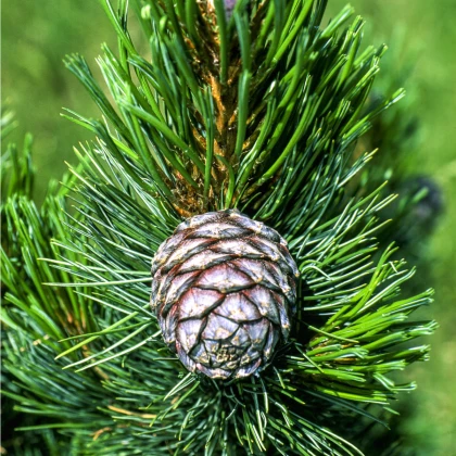 Borovice Limba - Sibiřský cedr - Pinus cembra sibirica - osivo borovice - 7 ks
