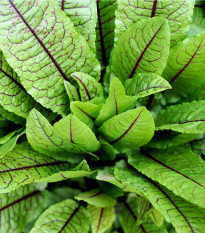 Šťovík krvavý - Rumex sanguineus - osivo šťovíku - 100 ks