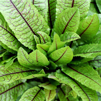 Šťovík krvavý - Rumex sanguineus - osivo šťovíku - 20 ks