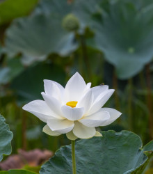 Lotos indický - Nelumbo nucifera - semena lotosu - 2 ks