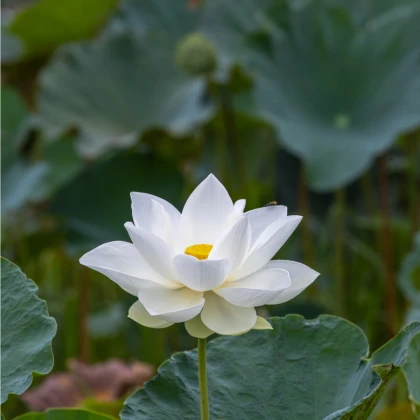 Lotos indický - Nelumbo nucifera - osivo lotosu - 2 ks