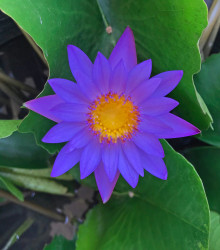 Leknín fialový - Nymphaea caerulea - semena leknínu - 6 ks