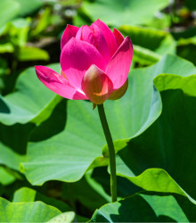 Lotos indický růžový - Nelumbo nucifera - semena lotosu - 2 ks