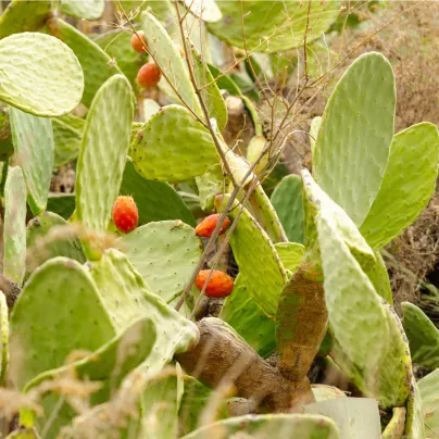 Opuncie - Indiánské fíky - Opuntia ficus-indica - osivo opuncie - 7 ks