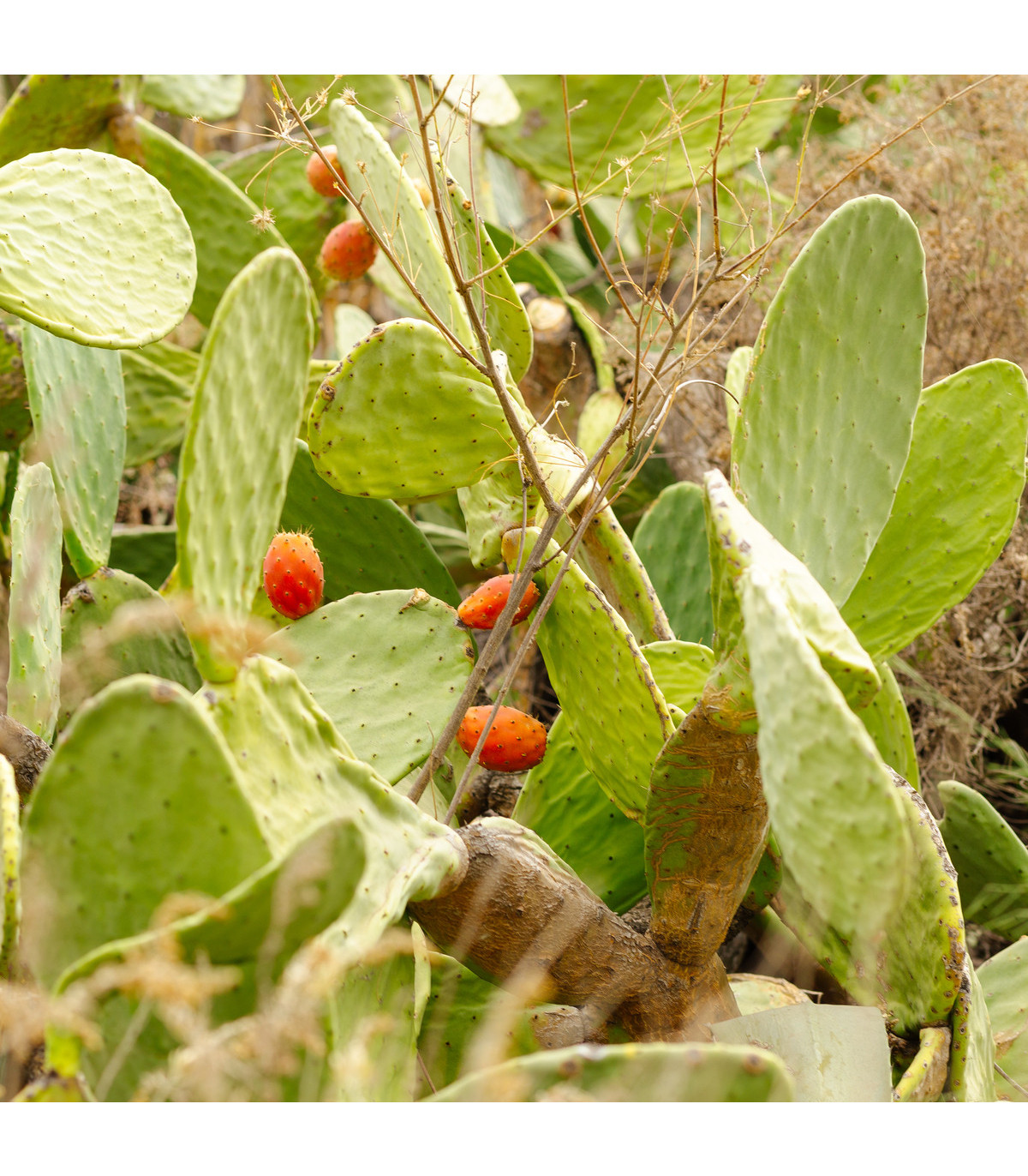 Opuncie - Indiánské fíky - Opuntia compressa  - semena - 7 ks