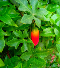 Coccinia - Coccinia grandis - osivo coccinie - 4 ks