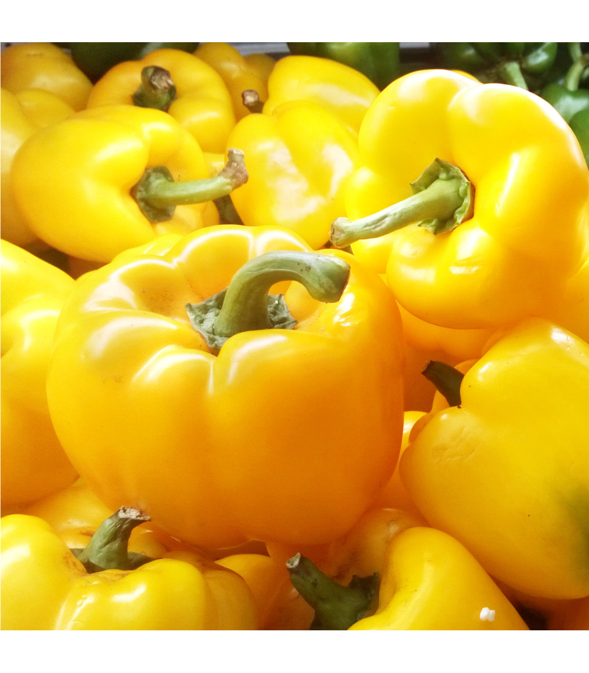 Paprika Monte - Capsicum annuum - prodej semen papriky - kvalitní semena - 5 ks