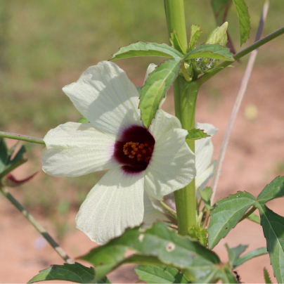 Ibišek konopný - Hibiscus cannabinus - osivo ibišku - 6 ks