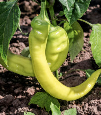 Paprika Sladký banán - Capsicum annuum - osivo papriky - 9 ks