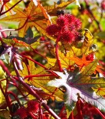 Skočec obecný Zanzibariensis - Ricinus communis - osivo skočce - 3 ks