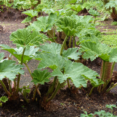 Barota rukávovitá - Dinousaří žrádlo - Gunnera manicata - osivo baroty - 6 ks