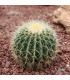 Echinokaktus Grusonův - Zlatá koule - Echinocactus grusonii - osivo kaktusu - 8 ks
