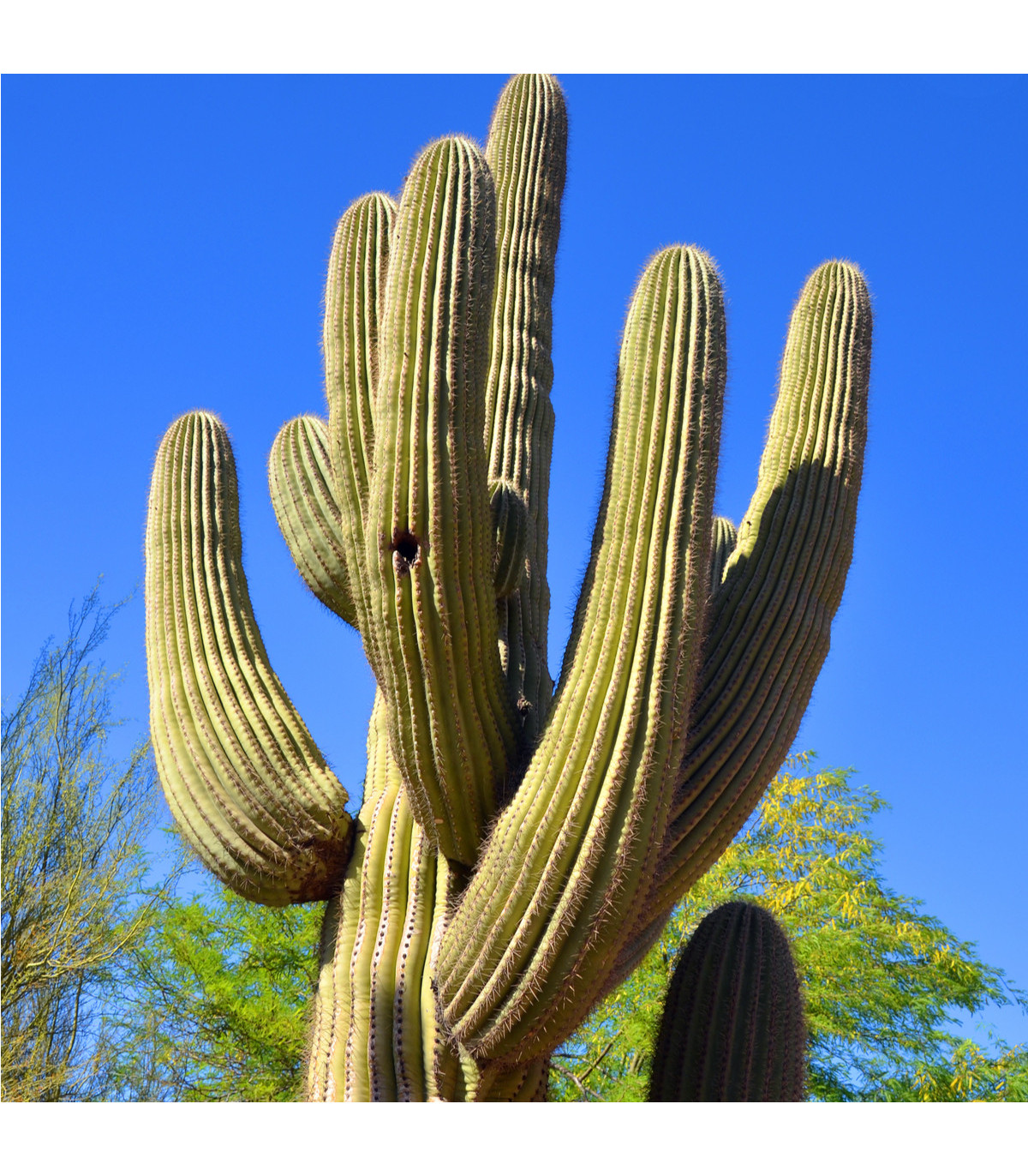 Saguaro - kaktus svícnovitý - Carnegiea gigantea - prodej semen - 5 ks