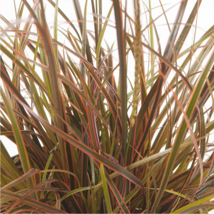 Okrasná tráva - Uncinia egmontiana - semena trávy - 5 ks