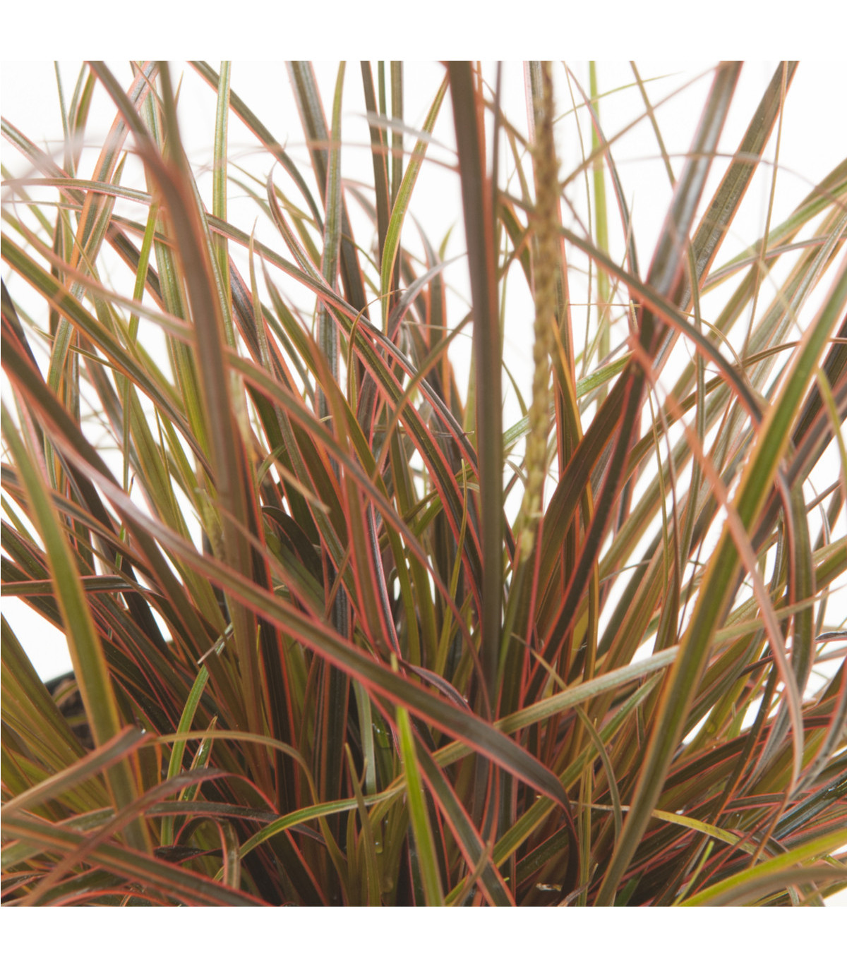 Okrasná tráva - Uncinia egmontiana - semena trávy - 5 ks