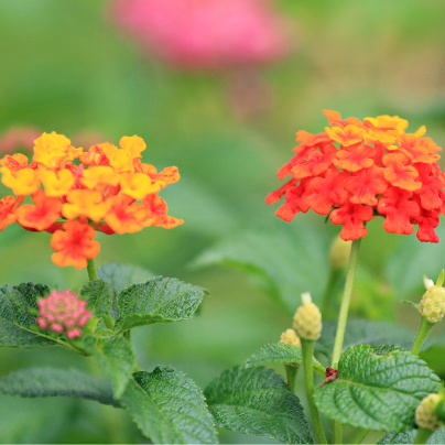 Lantana měňavá - Lantana camara - osivo lantany - 10 ks