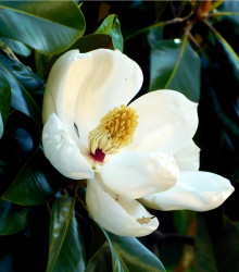 Magnólie velkokvětá - Magnolia grandiflora - prodej semen - 5 ks