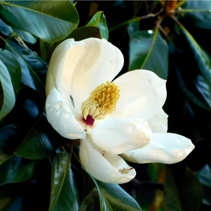 Magnólie velkokvětá - Magnolia grandiflora - prodej semen - 5 ks