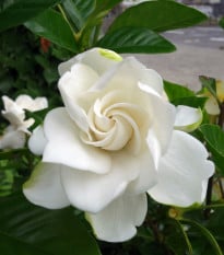 Gardénie - Gardenia jasminoides - osivo gardénie - 6 ks