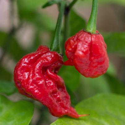 Chilli Carolina Reaper - Capsicum chinense - osivo chilli - 5 ks