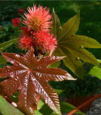 Skočec obecný červený - Ricinus communis gibsoni - osivo skočce - 3 ks