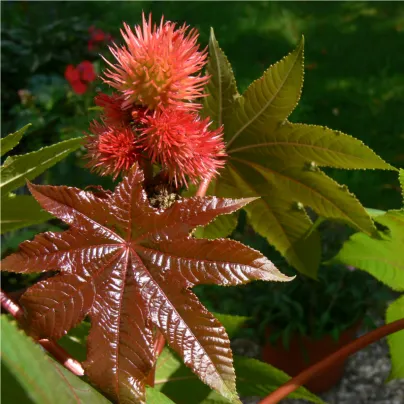 Skočec obecný červený Karmen - Ricinus communis gibsoni - osivo skočce - 3 ks