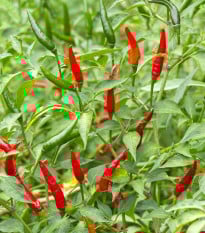 Chilli Tabasco - Capsicum frutescens - osivo chilli - 7 ks
