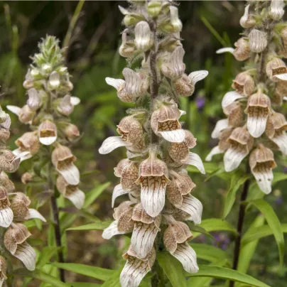 Náprstník vlnatý - Digitalis lanata - osivo náprstníku - 5 ks