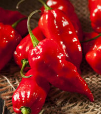 Chilli Bhut Jolokia - Capsicum chinense - osivo chilli - 10 ks