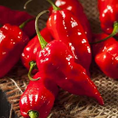 Chilli Bhut Jolokia - Capsicum chinense - osivo chilli - 10 ks