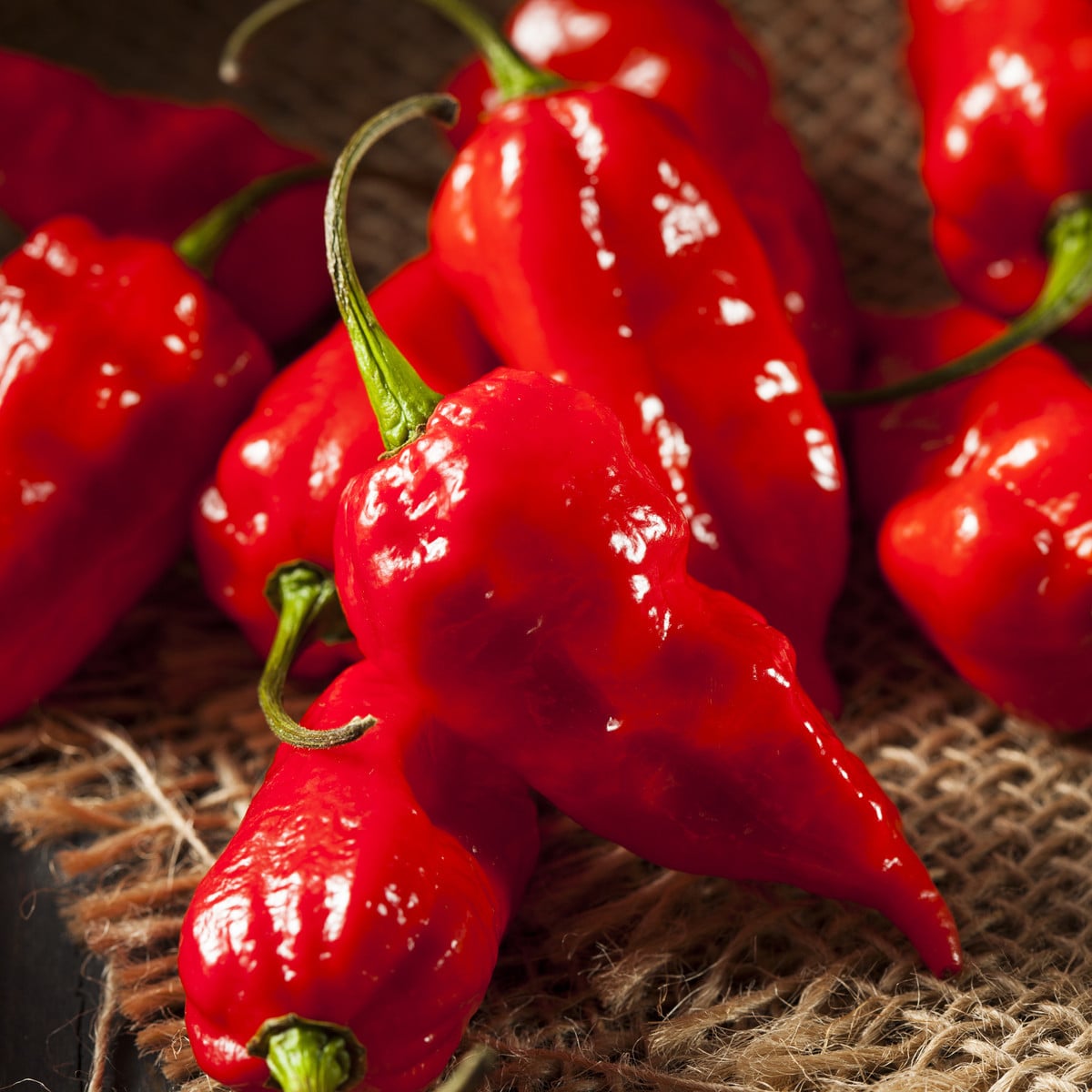 Chilli Bhut Jolokia - Capsicum chinense - osivo chilli - 10 ks