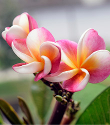Plumérie - Havajská květina - Plumeria - osivo plumérie - 3 ks