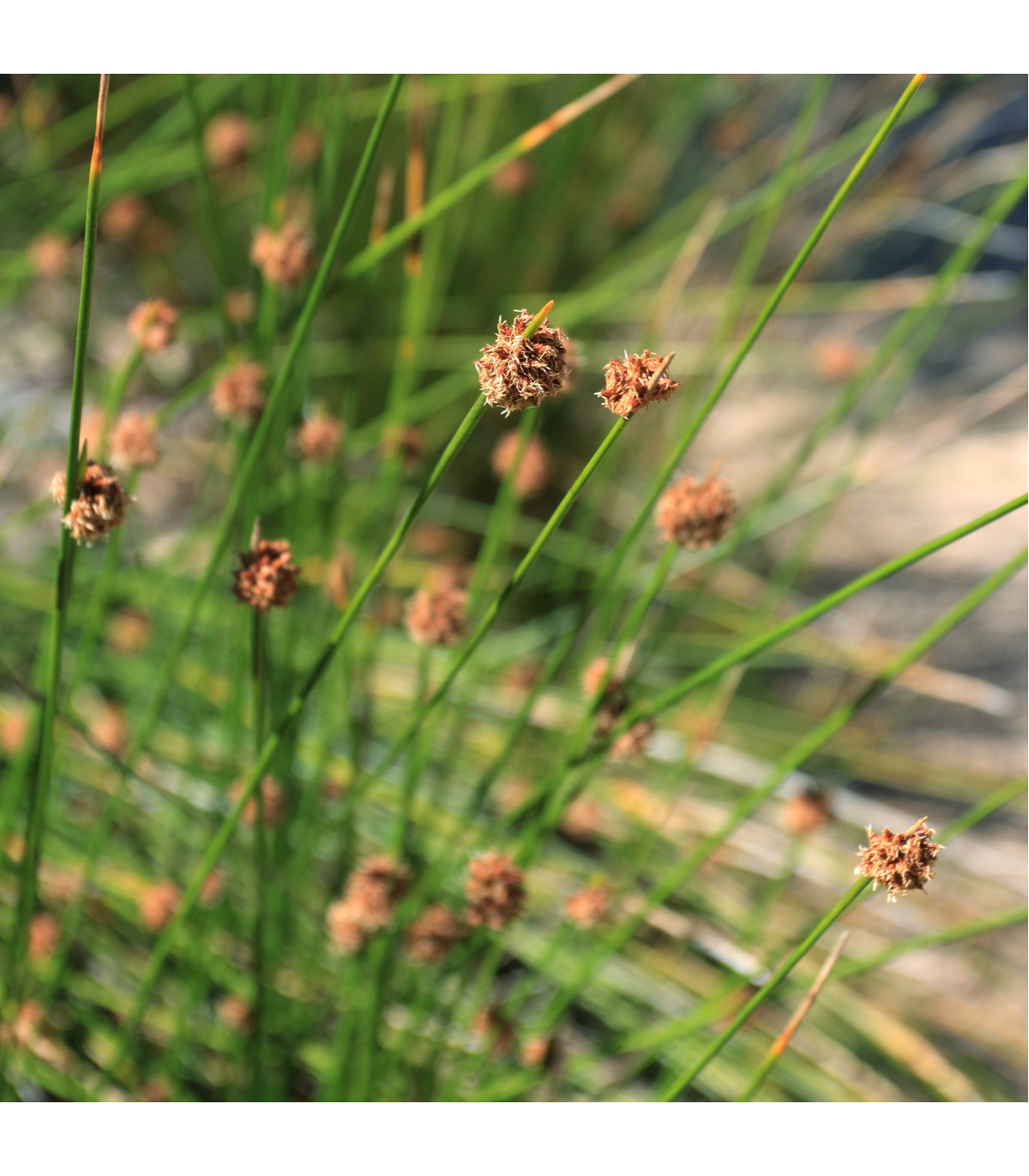 Ozdobná tráva FIcinia nodosa - prodej semen ozdobné trávy - 10 ks