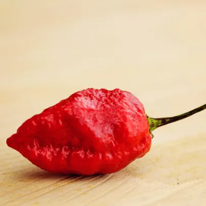 Chilli Dorset Naga - Capsicum chinense - osivo chilli - 6 ks