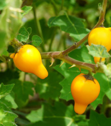 Solanum mammosum - osivo - 5 ks